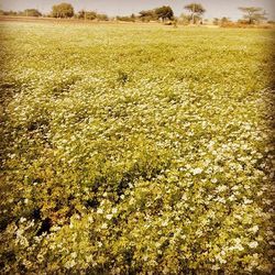 Yellow flowers growing in field