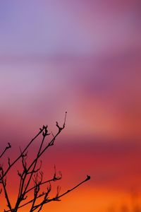 Close-up of silhouette tree against sky during sunset