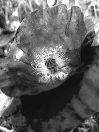 High angle view of flowering plant