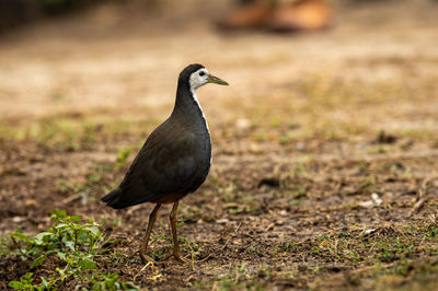 Close-up of bird perching on field