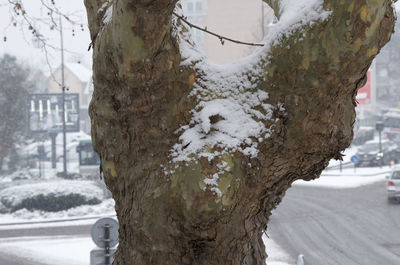 Close-up of frozen tree trunk during winter