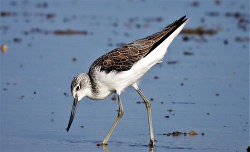 Common greenshank