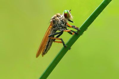 Close-up of insect on leaf