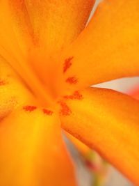 Macro shot of yellow flower