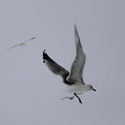 Seagull flying over white background