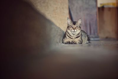 Portrait of cat sitting on floor