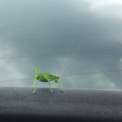 Close-up of insect on leaf