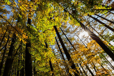 Low angle view of trees in forest during autumn