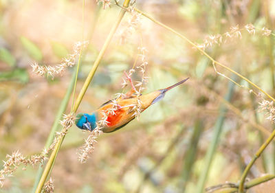 Close-up of ladybug on plant