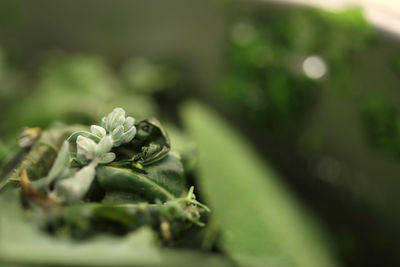 Close-up of green leaf on plant