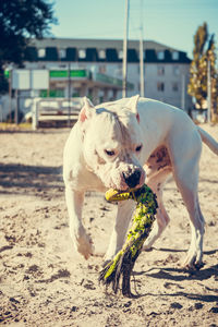 Close-up of dog