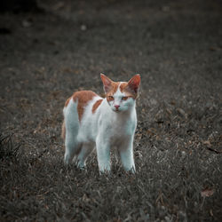 Kitten watch at you captured with nikon d3400 with nikkor 70-300mm f4-5.6