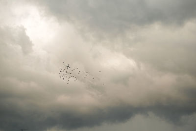 Low angle view of birds flying in sky