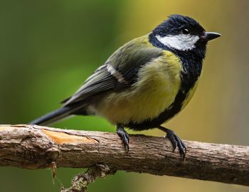 Close-up of bird perching on branch