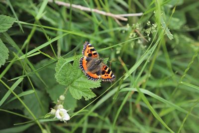 Red admiral butterfly on leaf