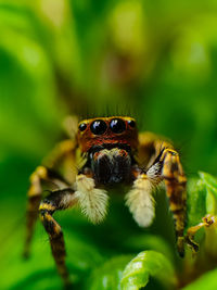 Close-up of spider on flower
