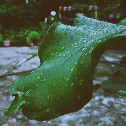 Close-up of raindrops on leaf