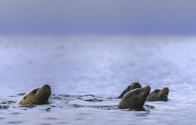 Sea lions swimming in vancouver island