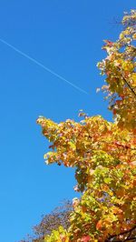 Low angle view of tree against clear blue sky