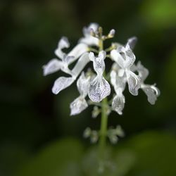 Close-up of white flowering plant