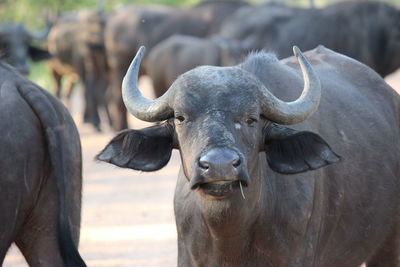 Portrait of bison