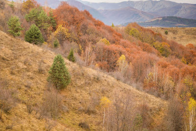 Scenic view of landscape during autumn