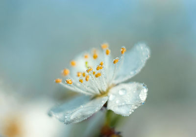 Close-up of white flowering plant