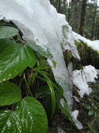 Close-up of snow on tree during winter