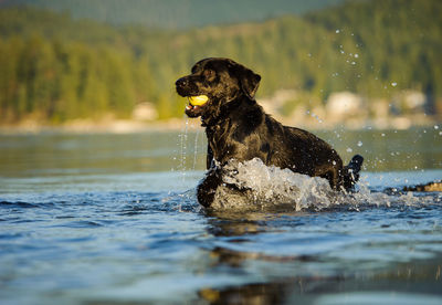 Black labrador retriever carrying ball in mouth while walking in lake