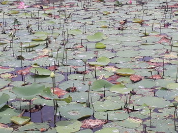 View of lotus water lily in pond