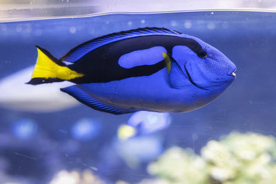 Close-up of fish swimming in aquarium