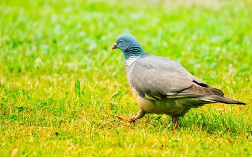 Close-up of bird perching on grass