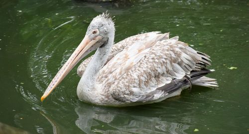 View of an animal in pond