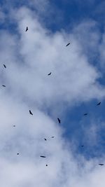 Low angle view of birds flying in sky