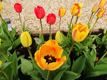 Close-up of yellow flowers growing outdoors