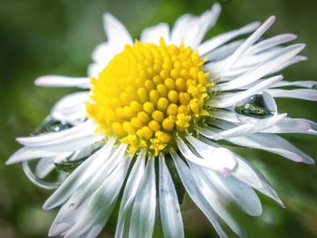 Close-up of white flower