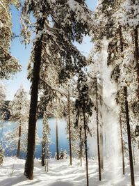 Trees on snow covered landscape