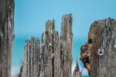 Close-up of damaged wooden post against clear sky