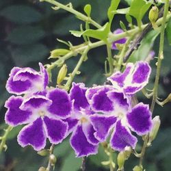 Close-up of purple flowers blooming outdoors