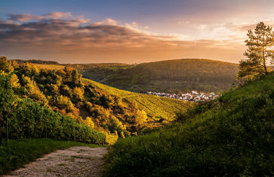 Scenic view of vineyards against sky during sunset