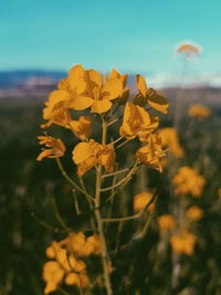 Close-up of yellow flowering plant on field