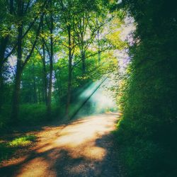 Road amidst trees in forest