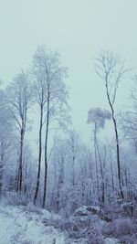 Bare trees on landscape against clear sky