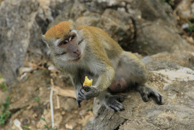 A monkey was gazing at the visitor who had given him the bread. lake toba ,  north sumatera. 