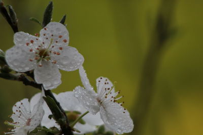 Close-up of wet white flower