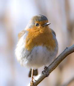 Close-up of bird perching outdoors