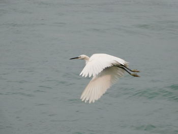 Bird flying over sea