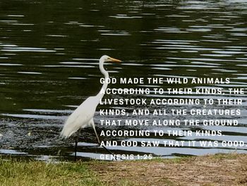 High angle view of birds on lake