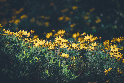 Close-up of yellow flowering plants on field