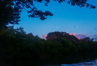 Scenic view of trees against blue sky